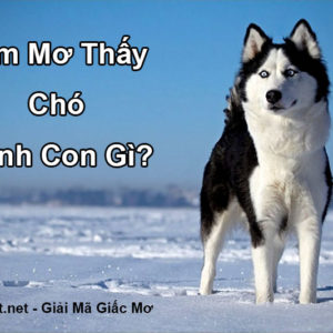 giai-ma-giac-mo-thay-cho-danh-con-gi-xo-so-thien-ha-bet