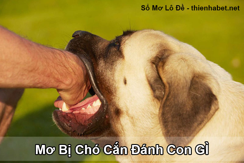 mo bi cho can danh con gi ngay hom sau